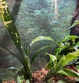 La Swamp Plante Bromelia Neoregelia 'Canvey  Snow Two Heads