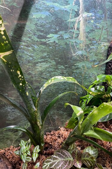 La Swamp Bromelia Neoregelia 'Canvey  Snow Two Heads Plant