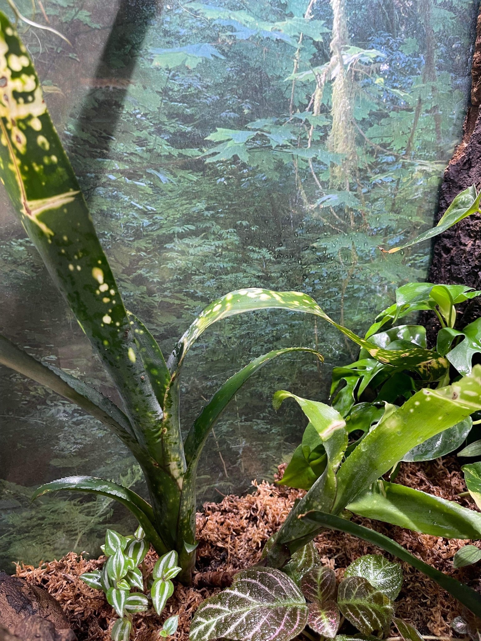 La Swamp Plante Bromelia Neoregelia 'Canvey  Snow Two Heads