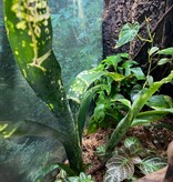 La Swamp Bromelia Neoregelia 'Canvey  Snow Two Heads Plant