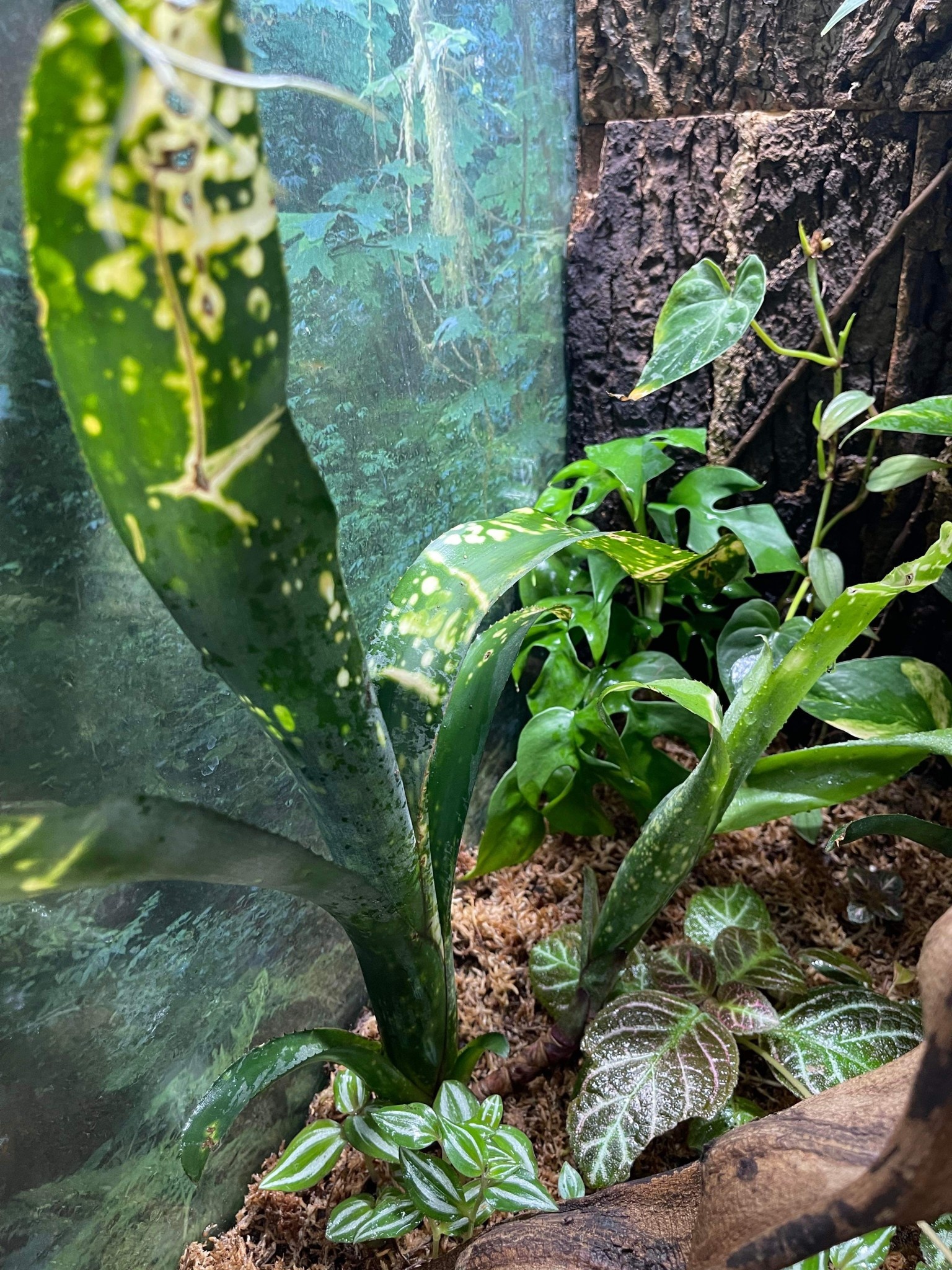 La Swamp Bromelia Neoregelia 'Canvey  Snow Two Heads Plant