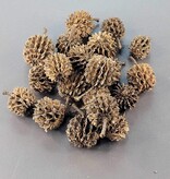 La Swamp LA SWAMP POD-CAS-20 Gousses de Casuarina x 20