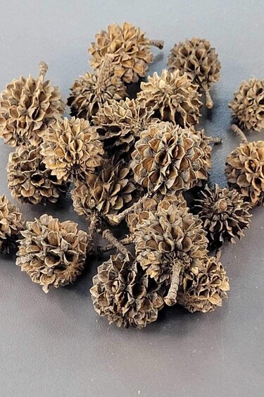 La Swamp LA SWAMP 21435 Cosses de Casuarina x 20