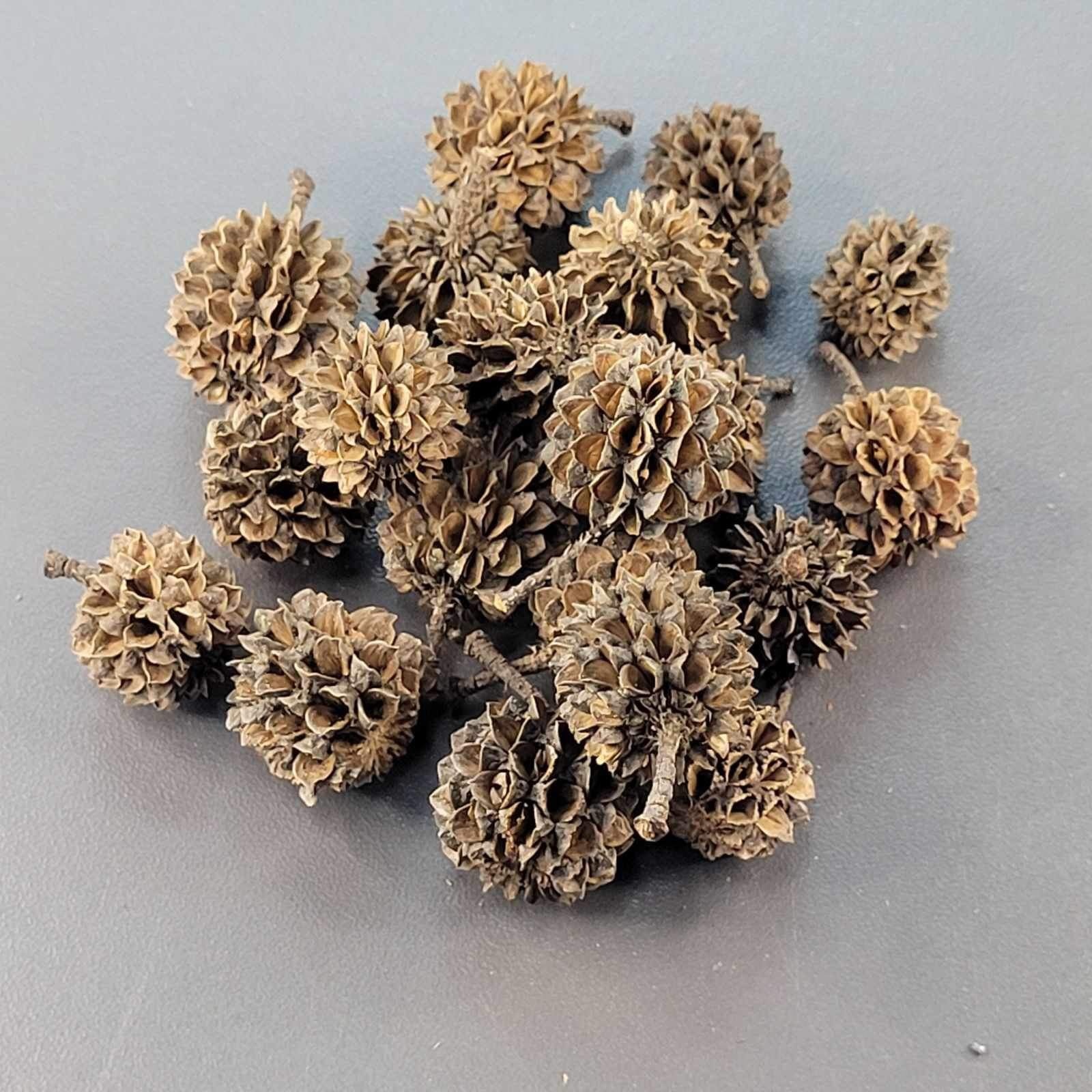 La Swamp LA SWAMP POD-CAS-20 Gousses de Casuarina x 20