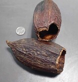 La Swamp Cosses de cacao x 2 - Cocoa pods x 2