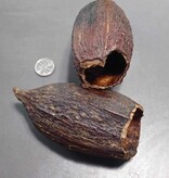 La Swamp LA SWAMP POD-COCO-2 Gousses de cacao x 2
