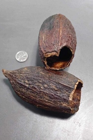 La Swamp Cocoa pods x 2