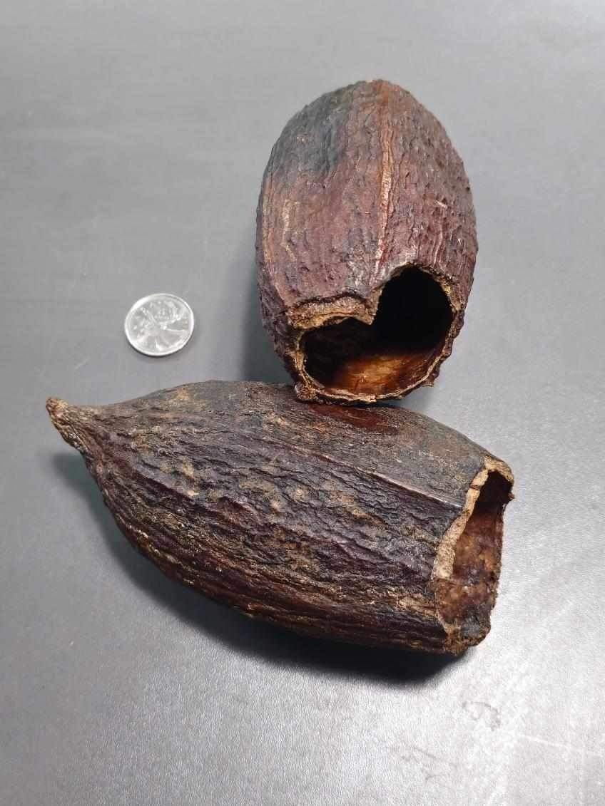 La Swamp Cosses de cacao x 2 - Cocoa pods x 2