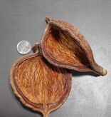 La Swamp LA SWAMP 21411 Gousses Sterculia - Sterculia pods x 2