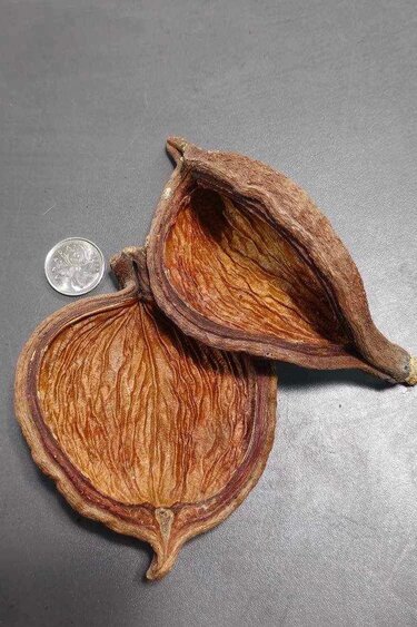La Swamp Sterculia pods x 2
