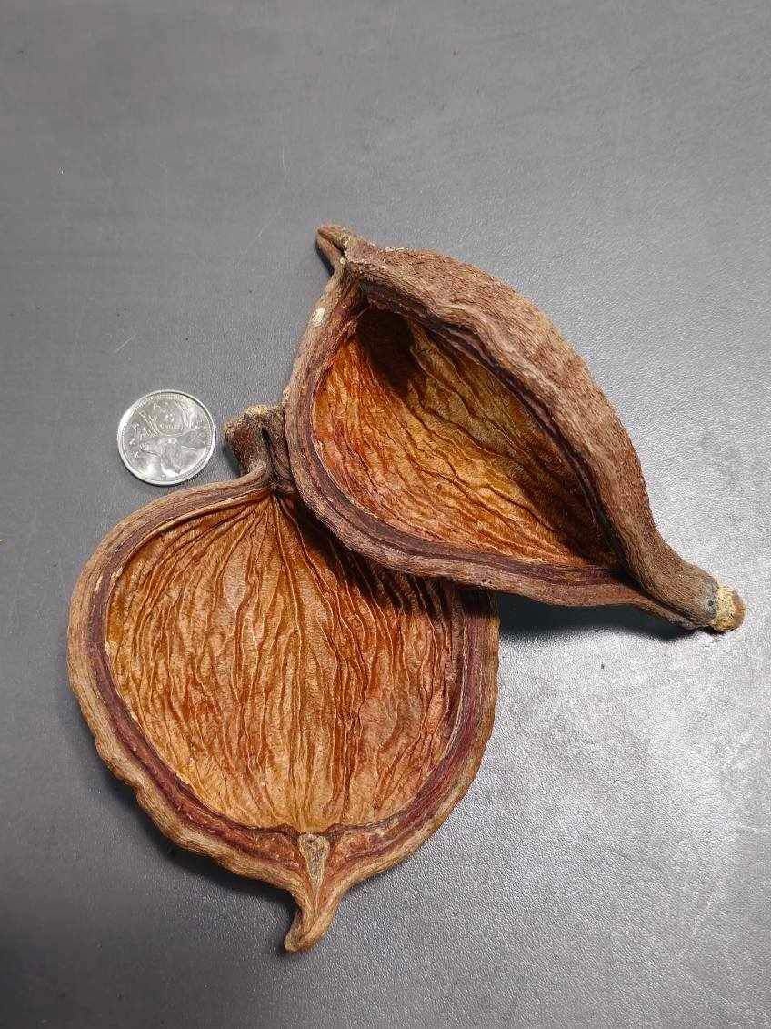 La Swamp LA SWAMP 21411 Gousses Sterculia - Sterculia pods x 2