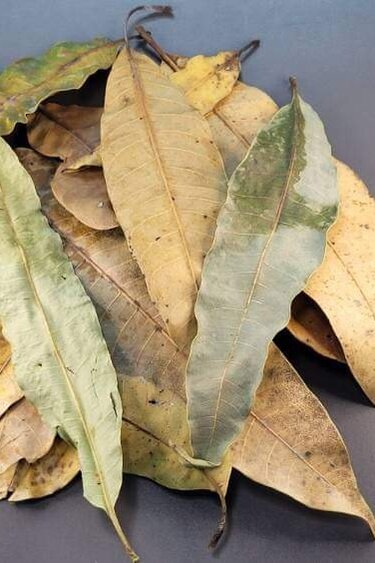 La Swamp Mango leaf