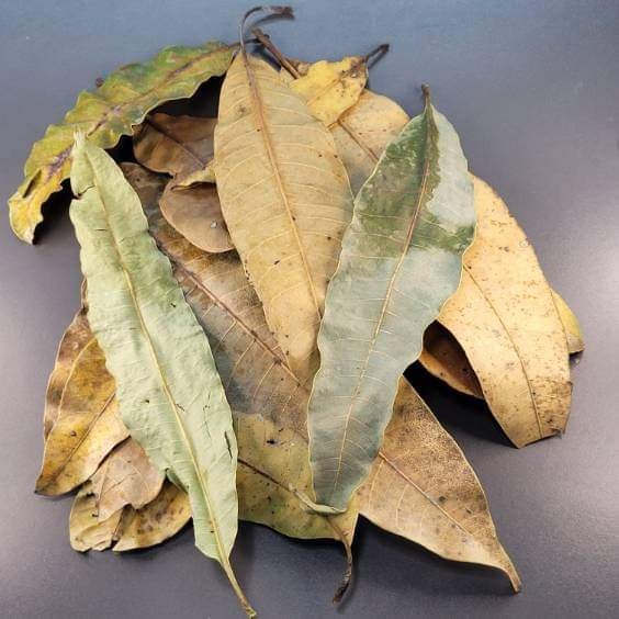 La Swamp Feuille de mangue - Mango leaf