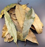 La Swamp Mango leaf