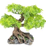 Komodo Bonsaï Petit 7" x 7" - Bonsai Tree Small  7" x 7"
