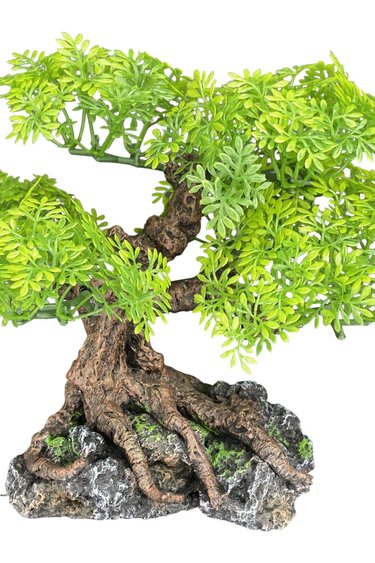 Komodo KOMODO KD-93375 Bonsaï Petit 7" x 7"