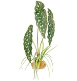 Komodo Plante debout de bégonia tacheté 18,9" - Spotted Begonia Standing Plant 18.9"