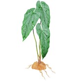 Komodo Emerald Vine Standing Plant 18.9"