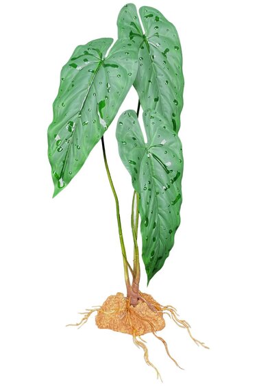 Komodo KOMODO KD-93371 Plante sur pied de vigne émeraude 18,9"