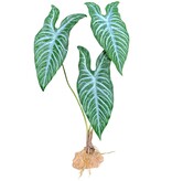 Komodo Plante sur pied à veines blanches 18,9" - White Vein Standing Plant 18.9"