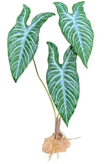 Komodo White Vein Standing Plant 18.9"
