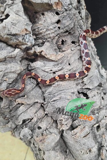 Magazoo Corn Snake Okeetee (Het. Amel) Baby Male #2