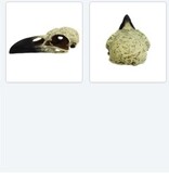 Komodo KOMODO Crâne de corbeau