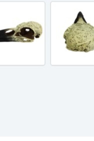 Komodo KOMODO Crâne de corbeau