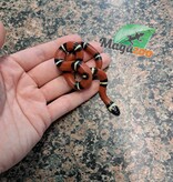 Magazoo Nelson milk snake #9