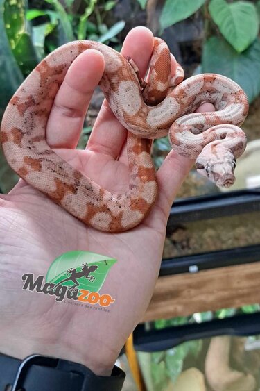 Snake on female head. Boa constrictor albino species of snake