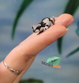 Magazoo Baby Amazone Milk frog