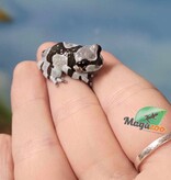 Magazoo Baby Amazone Milk frog