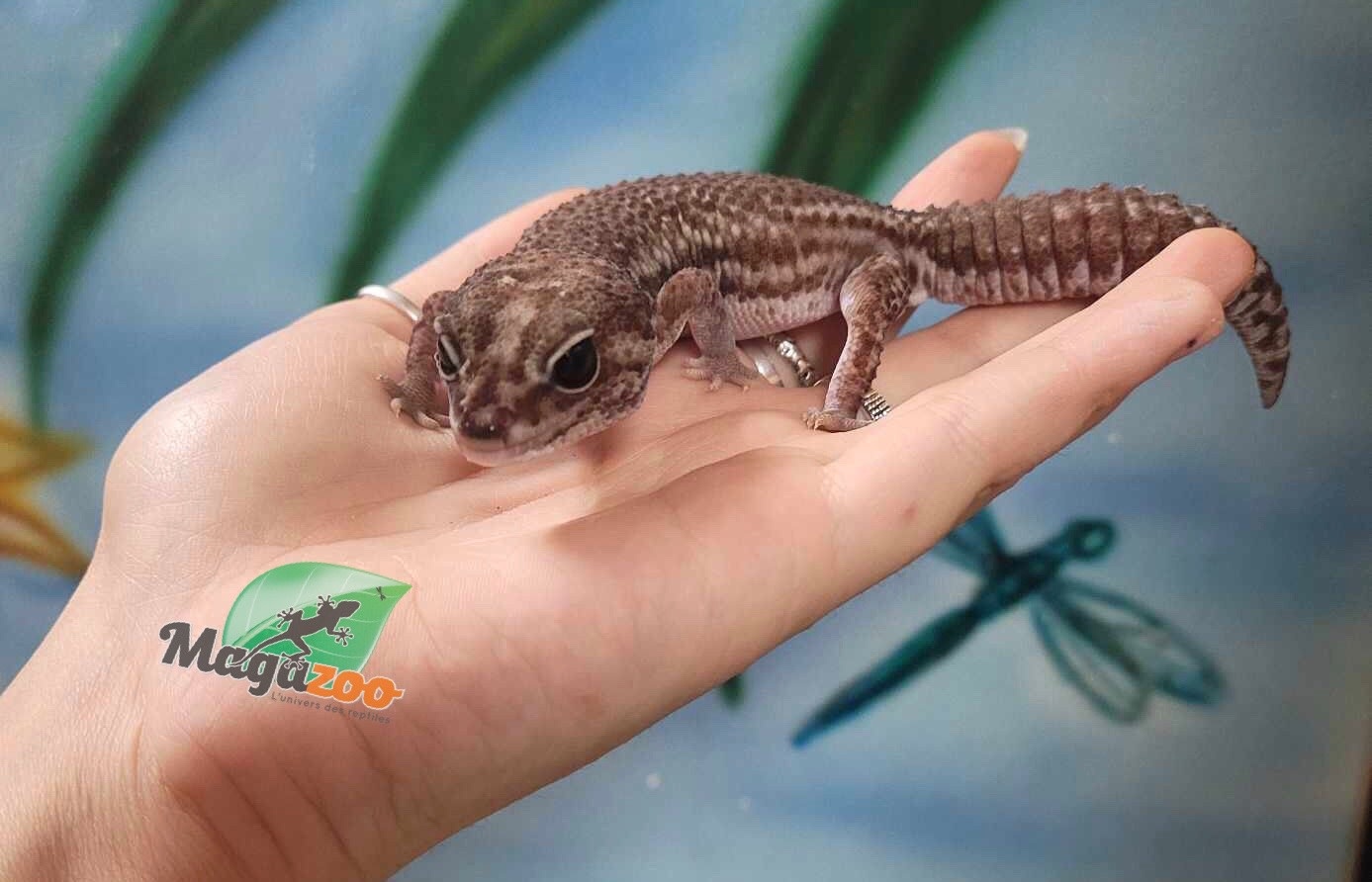 Magazoo Gecko à queue grasse oreo  patternless femelle