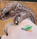Magazoo Gecko à queue grasse oreo  patternless femelle