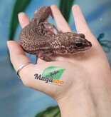 Magazoo Oreo  patternless Fat-tailed Gecko