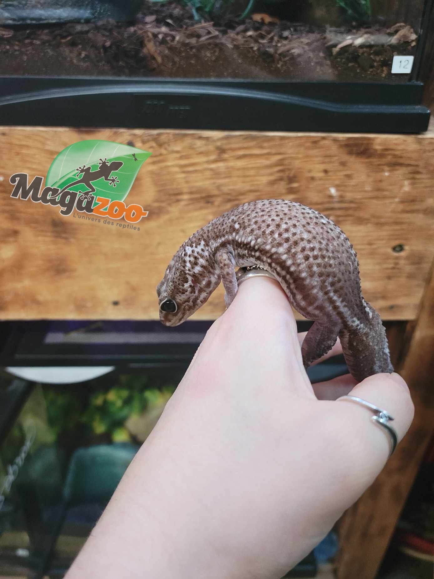 Magazoo Oreo  patternless Fat-tailed Gecko