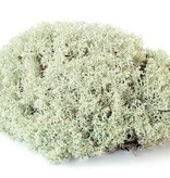 Galapagos Mousse Renne  150 Cubic In./Reindeer Moss