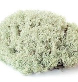 Galapagos Reindeer Moss 150 cubic in.