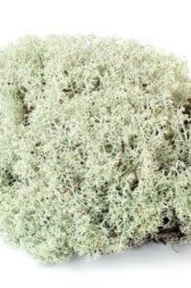 Galapagos Reindeer Moss 150 cubic in.