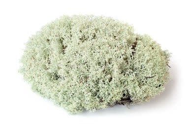 Galapagos Reindeer Moss 150 cubic in.