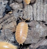 La Swamp Cloporte - Isopods ISO-LAE-ORG-15 P. Leavis Orange 15+
