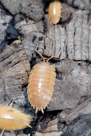 La Swamp Cloporte - Isopods ISO-LAE-ORG-15 P. Leavis Orange 15+