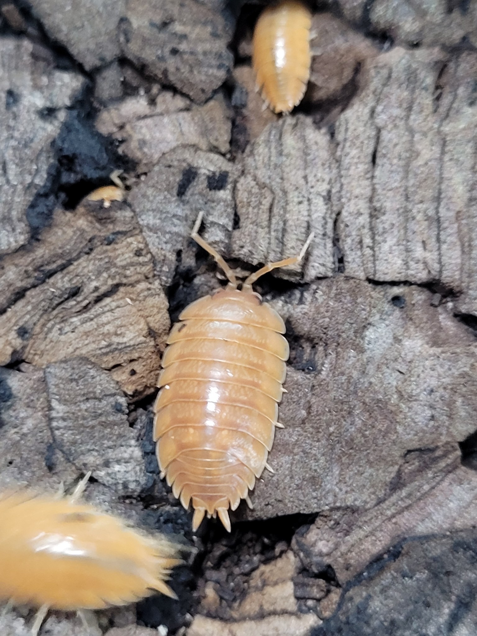 La Swamp Cloporte - Isopods ISO-LAE-ORG-15 P. Leavis Orange 15+