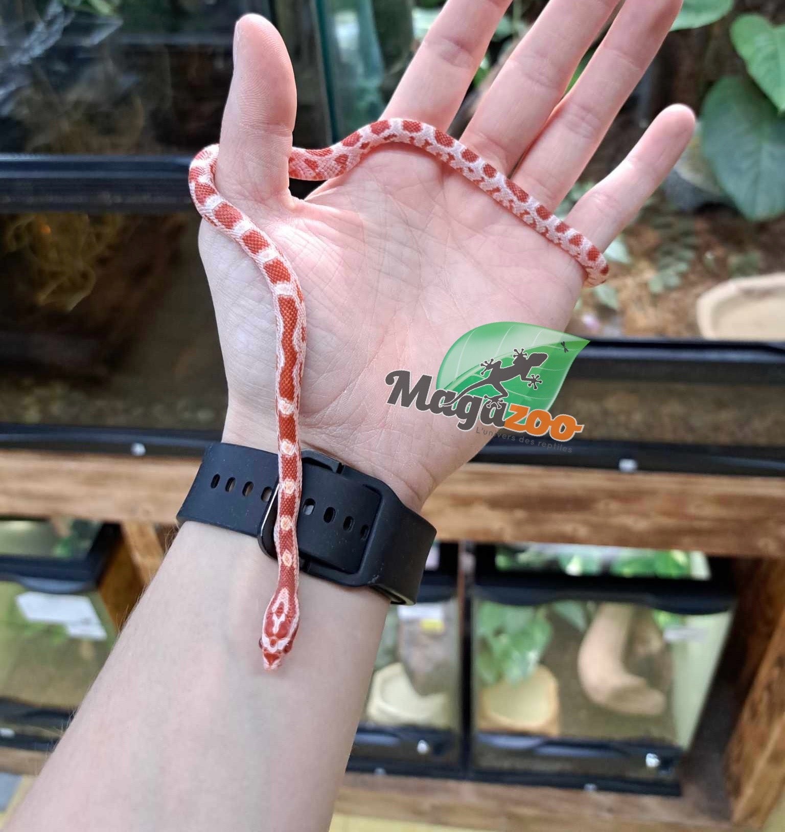 Magazoo Baby Albino Corn Snake #1