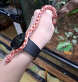 Magazoo Serpent des Blés Albino Bébé #1