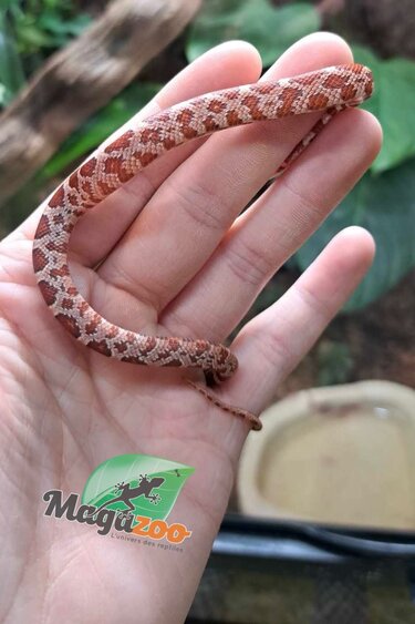 Magazoo Hypo Baby Corn Snake #1