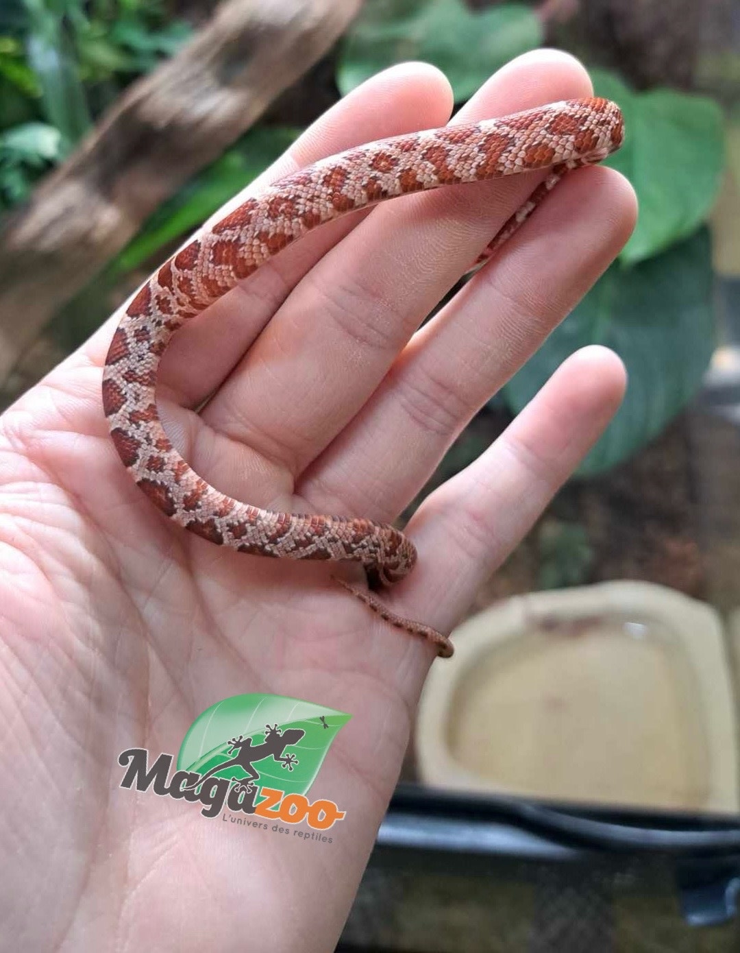 Magazoo Hypo Baby Corn Snake #1