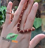 Magazoo Serpent des Blés Hypo Bébé #1