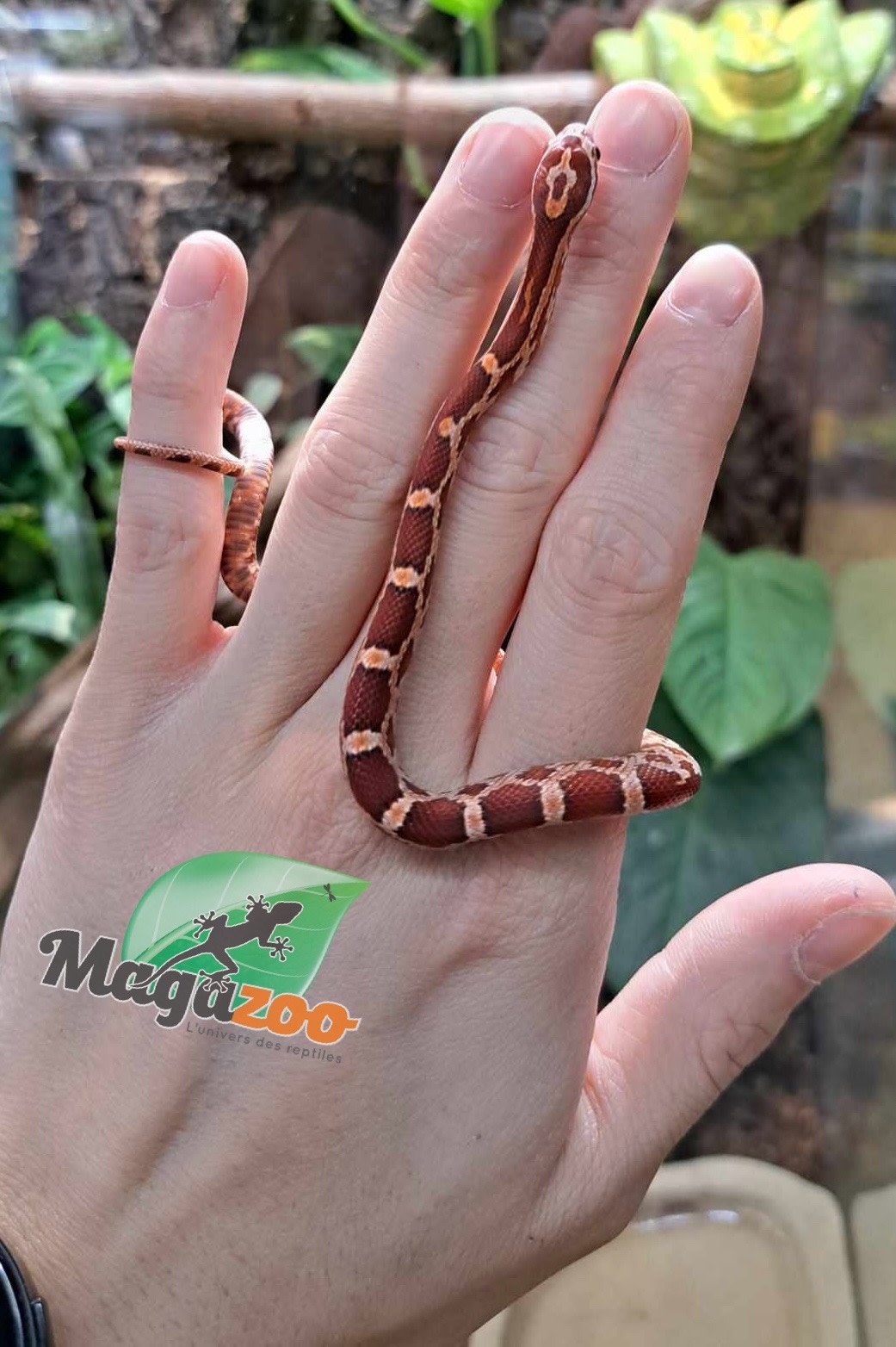 Magazoo Serpent des Blés Hypo Bébé #1