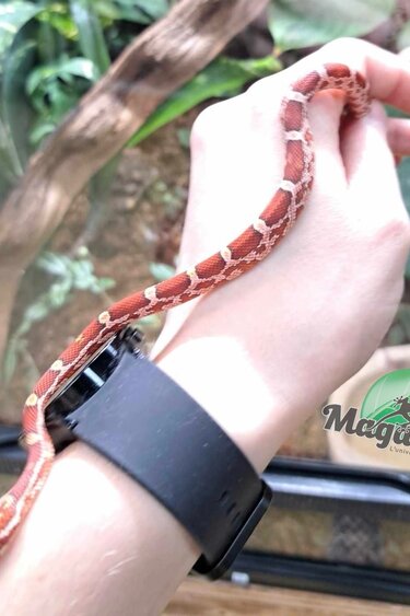 Magazoo Hypo Baby Corn Snake #2